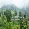 Singell Tea Estate