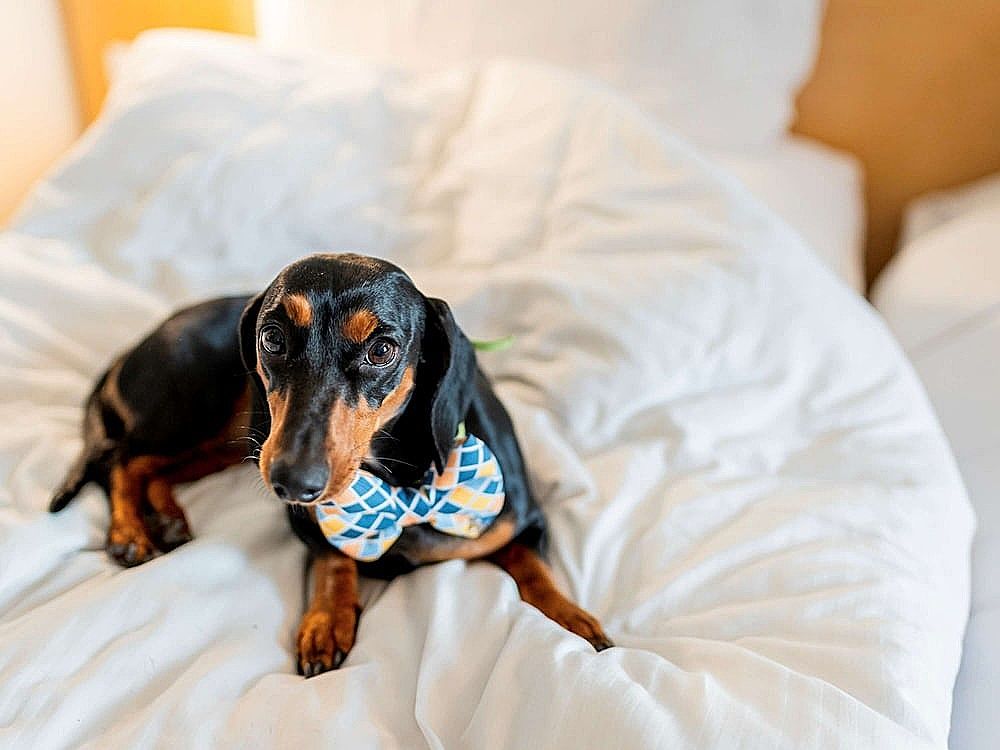 ibis Bengaluru City Centre Hotel Standard Twin Room, 2 Twin Beds 10