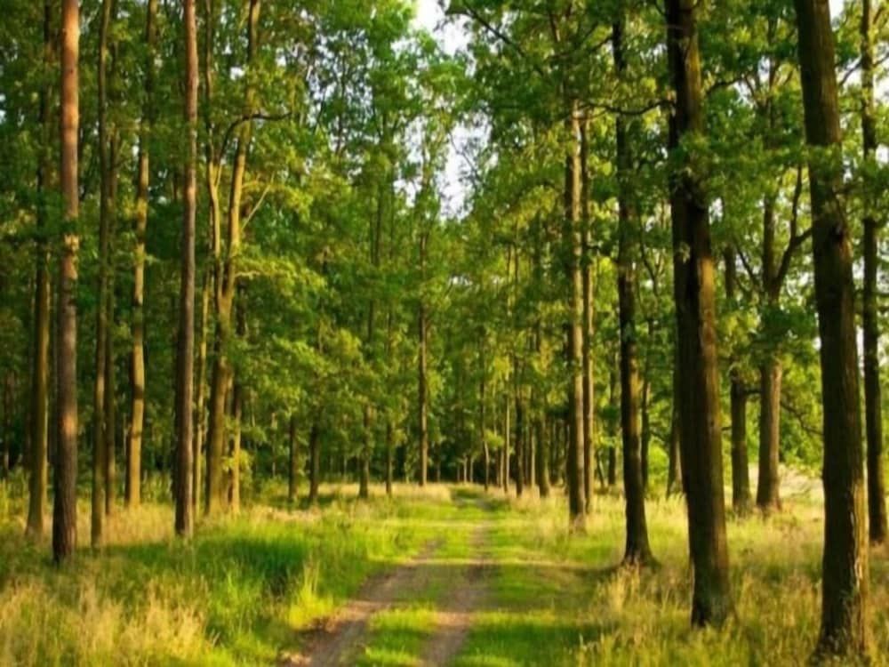 undefined Windsor Tiger Resort 5