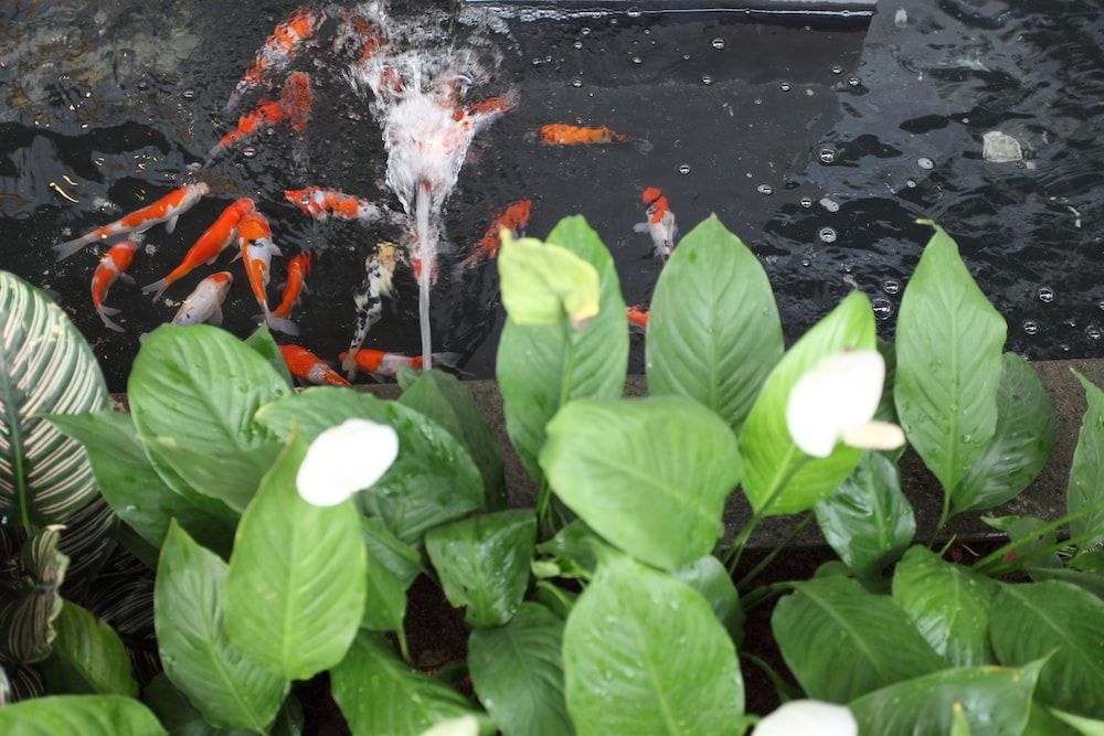 undefined Avissa Suites 6