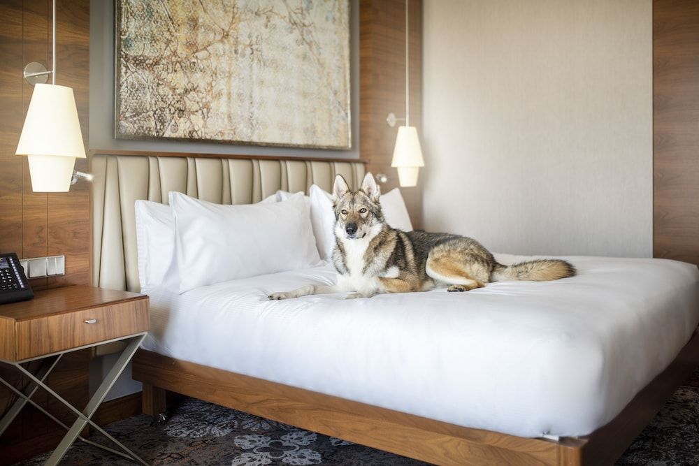 Room, 1 King Bed with Sofa bed