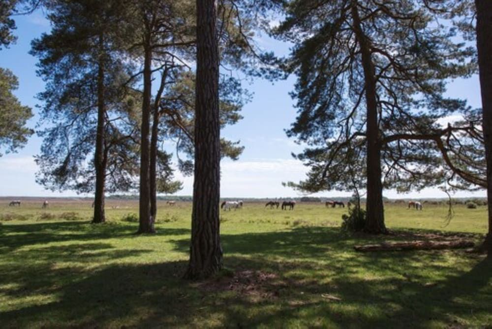 Beaulieu Hotel Double Room Single Use (Small) 5