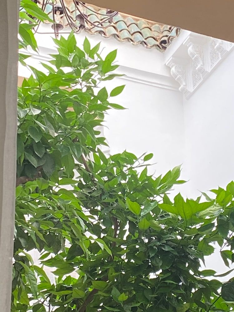 undefined Riad Les Orangers d'Alilia 6