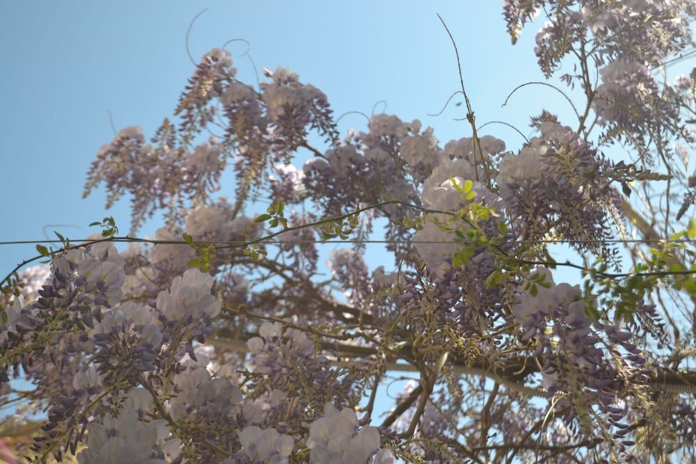 undefined Sorrento Experience 4