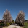 Barossa Shiraz Estate