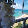 Breezy Beachfront apt. View of Paradise