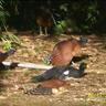 La Gamba Rainforest Lodge