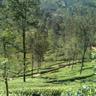 Subash Hotel